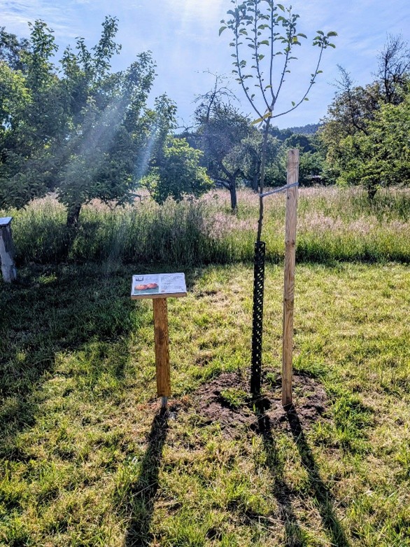 Baum Korbiniansapfel.jpg