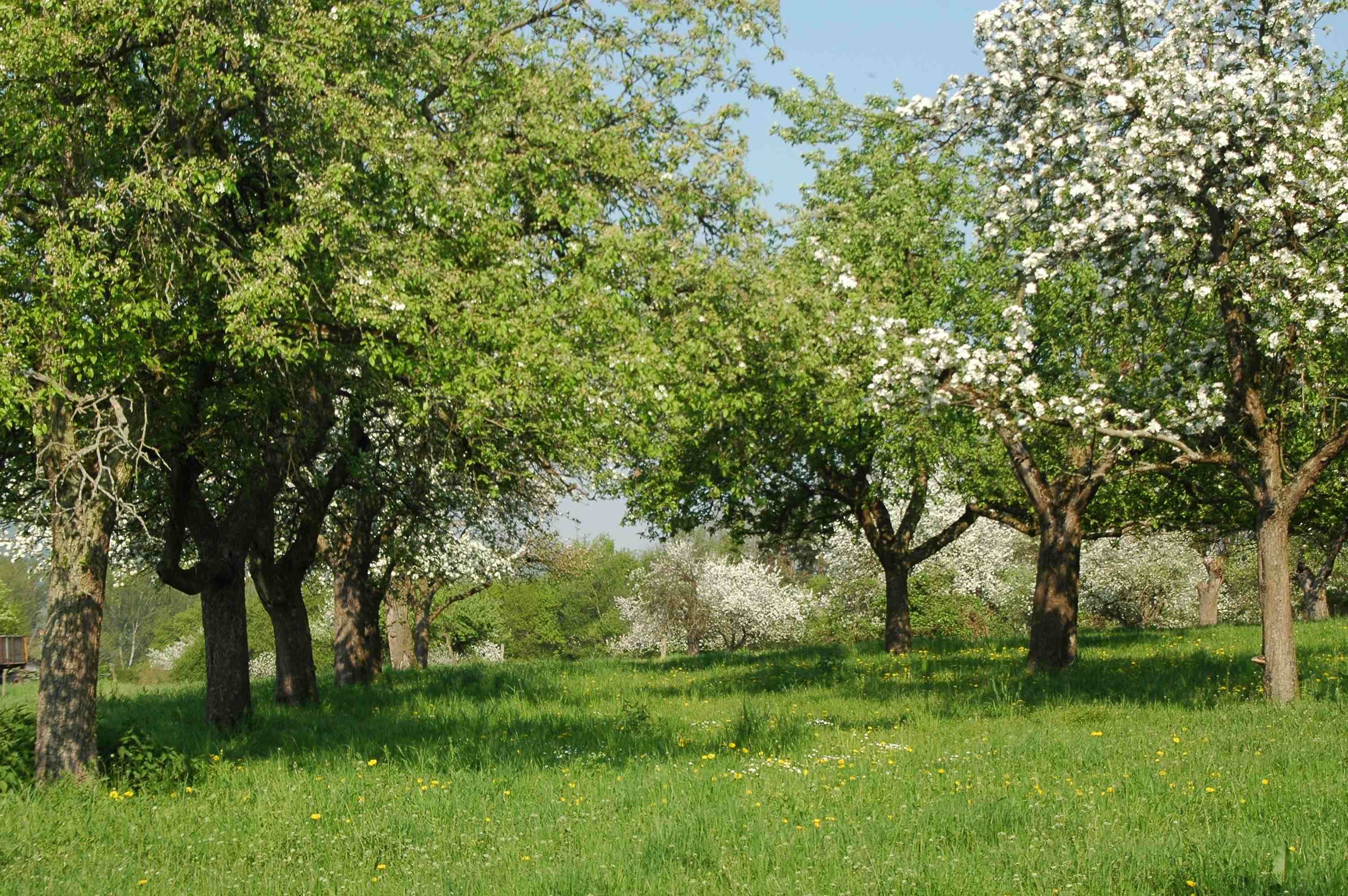 Streuobstwiese
