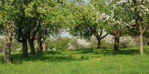 Streuobstwiese