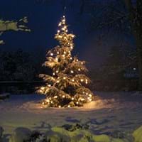 Tannenbaum