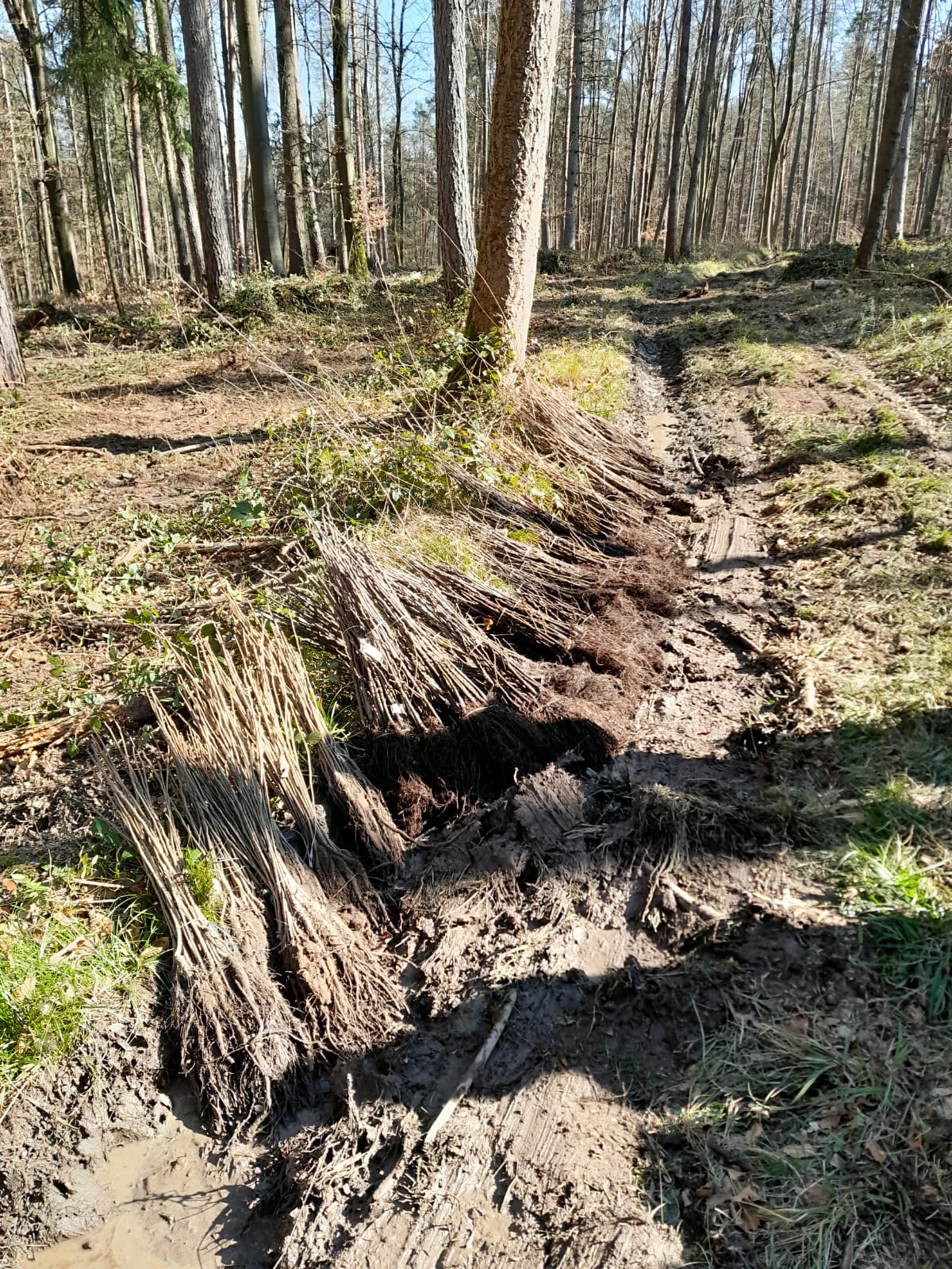 Bild für Artikel_BaumpflanzungKanzleiRausch.jpg